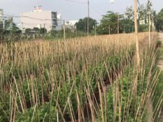 Bình Định: Người trồng cúc thấp thỏm nỗi lo… chờ vụ Tết vì thời tiết