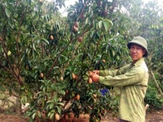 Quảng Ninh: Trồng thứ cây ra vô số quả, hái mỏi tay, ăn ngọt lừ, cắn một miếng tỉnh cả người, nông dân giàu lên