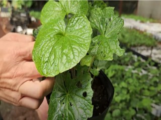 Mạnh dạn canh tác giống cây ngoại giá trị cao