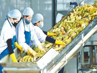 Xuất khẩu rau quả lấy lại đà tăng trưởng và tiềm năng rộng mở năm 2023