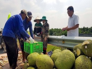 Giá mít Thái tăng cao nhất trong vòng 4 năm qua, nông dân "hốt bạc"