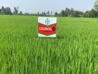 Council Complete 300SC - Giải pháp trừ cỏ với cách phun giảm 50% nước