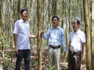 Một khu rừng gỗ lớn từ 10 năm tuổi có thể chứa 'kho vàng' tới 300 tấn carbon/ha, đem bán tín chỉ thu ngoại tệ