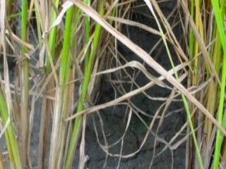 Saipora Super 350SC thuốc trừ bệnh khô vằn hại lúa