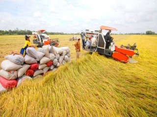 Linh hoạt ứng biến với thị trường gạo để phát triển bền vững