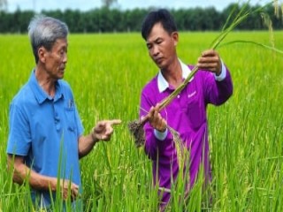 Gói đầu tư toàn diện triển khai 1 triệu ha lúa chất lượng cao