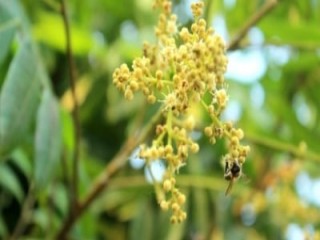 Nhãn, vải ra hoa ít, ong nuôi ‘đói’ mật, nông dân thất thu