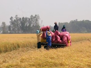Kiên Giang: Sản lượng lúa thu hoạch hơn 2,5 triệu tấn