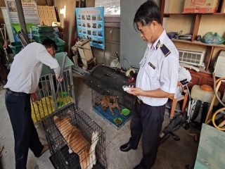 Đồng Nai: Thành lập đội bắt chó thả rông