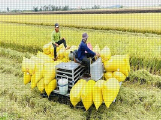 Giá gạo trong nước và xuất khẩu duy trì ổn định
