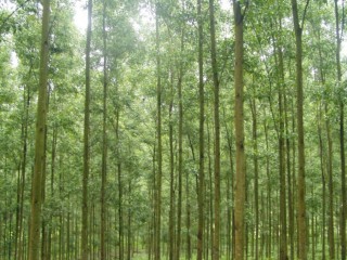 Không còn “gặt lúa non”, người dân trồng rừng gỗ lớn cho thu nhập cao