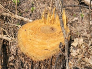 Xác minh vụ phá rừng quy mô lớn tại Gia Lai