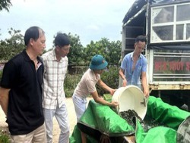 Mô hình nuôi ghép cá chép trong ao ở Hưng Yên, con nào bắt lên cũng đẹp, cứ 1ha, nông dân thu 8,5 tấn