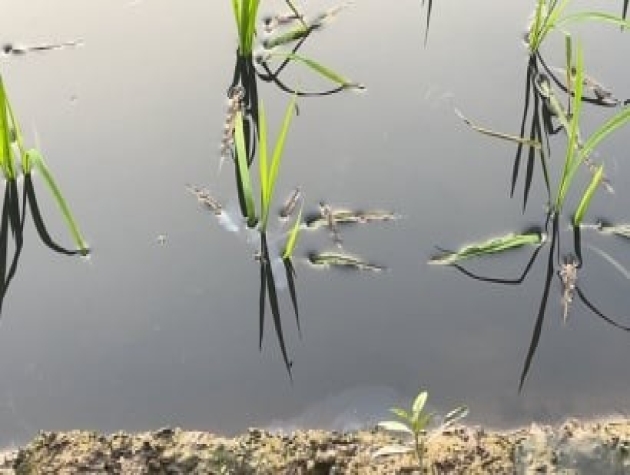Tìm nước sạch cho dòng sông ô nhiễm: [Bài 1] Lúa 'ngậm' nước bẩn sông Bắc Hưng Hải